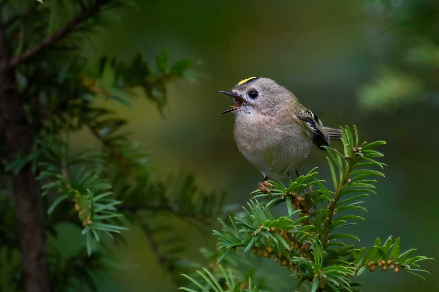 Kungsfågel / Goldcrest, Fredentorp Lund 2024