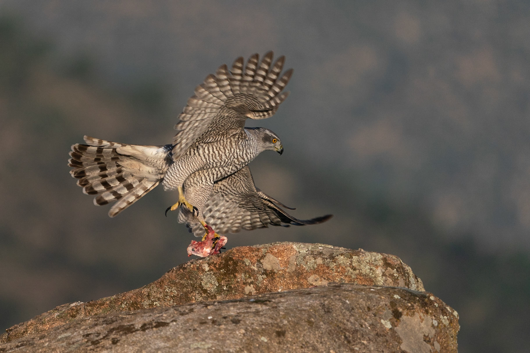 Duvhök / Northern Goshawk, Sierra du Andujar, Spanien 2022