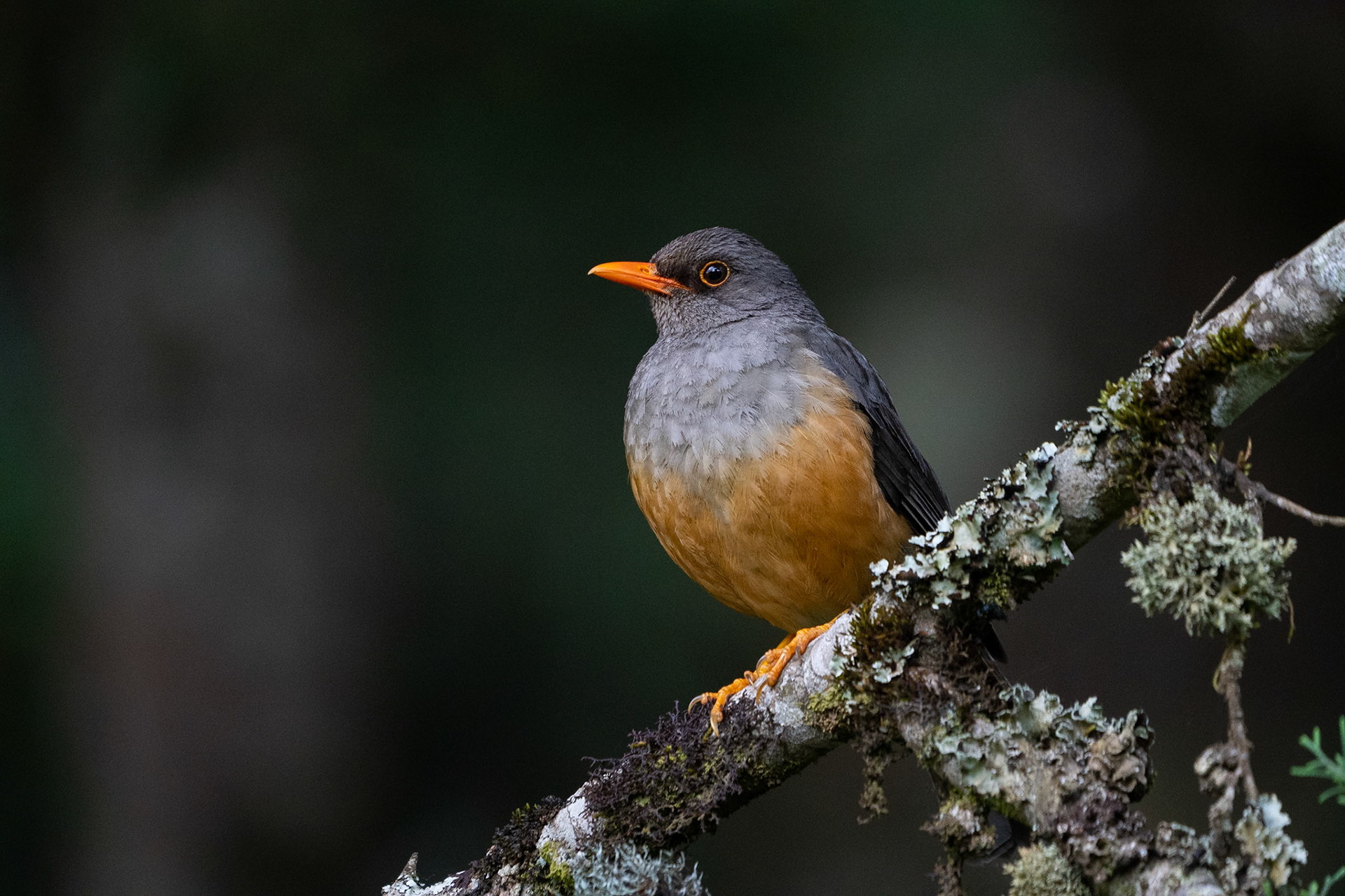 Abessintrast / Abyssinian Thrush, Castle Forest Kenya 2022