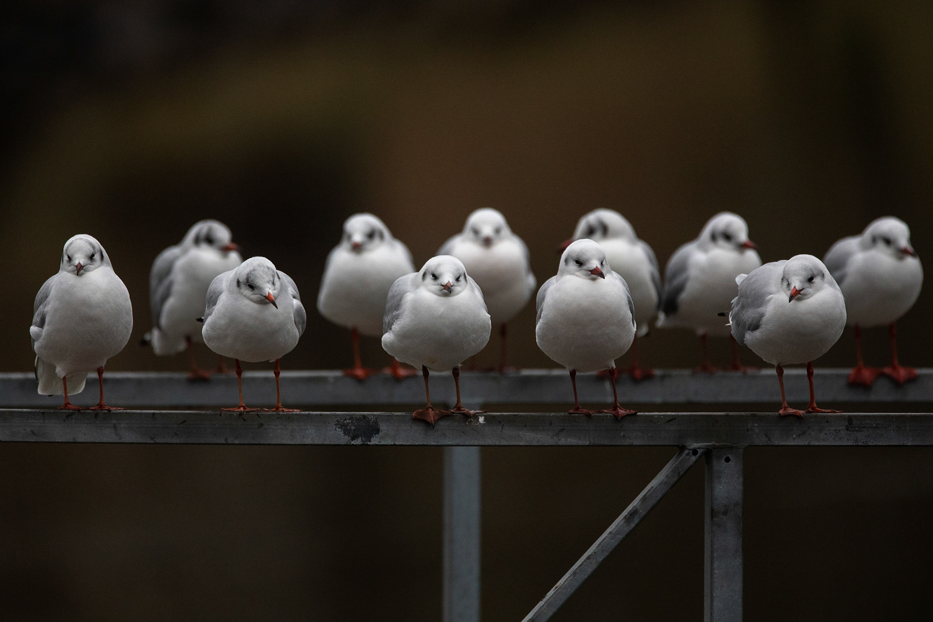 Skrattmås / Black-headed Gull, Ängelholm 2019