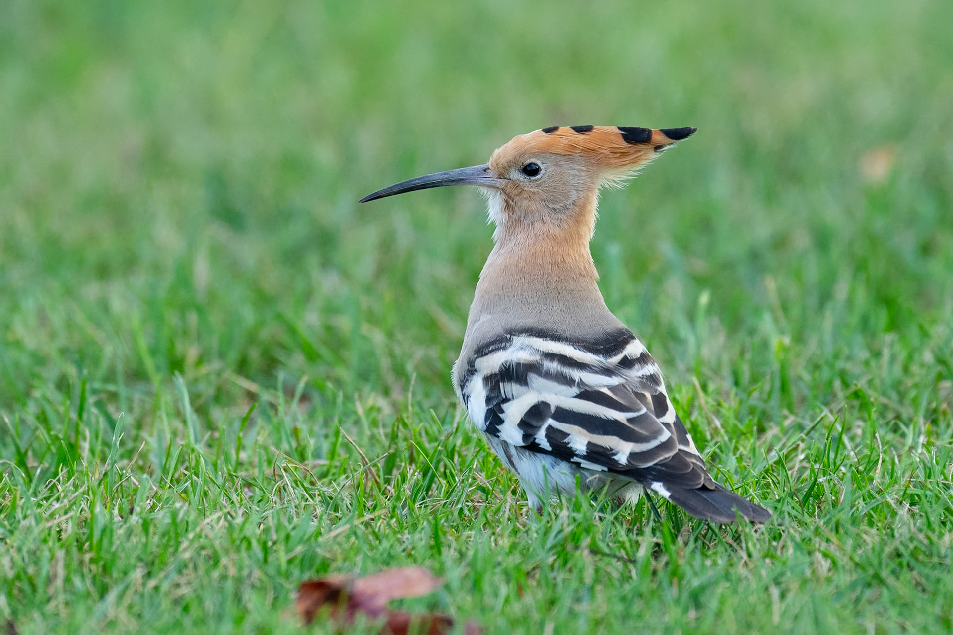 Härfågel / Eurasian Hoopoe, Sapal de Corroios Portugal 20023