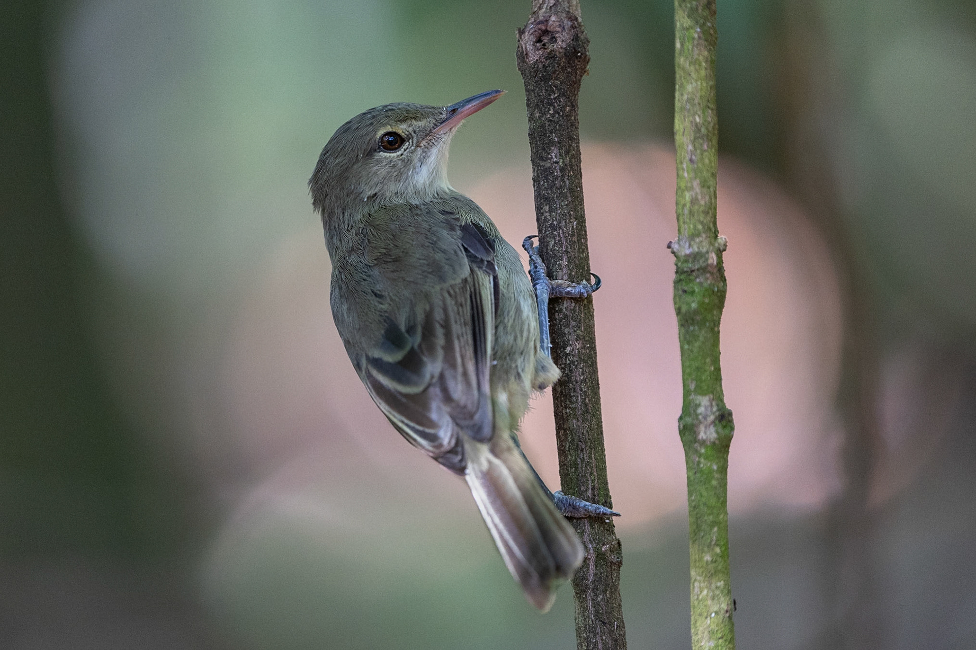 Seychellsångare / Seychelles Warbler, Aride, Seychelles 2023
