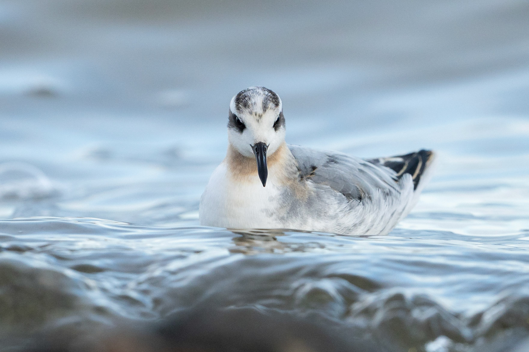 Brednäbbad simsnäppa / Red Phalarope, Vombsjön 2022