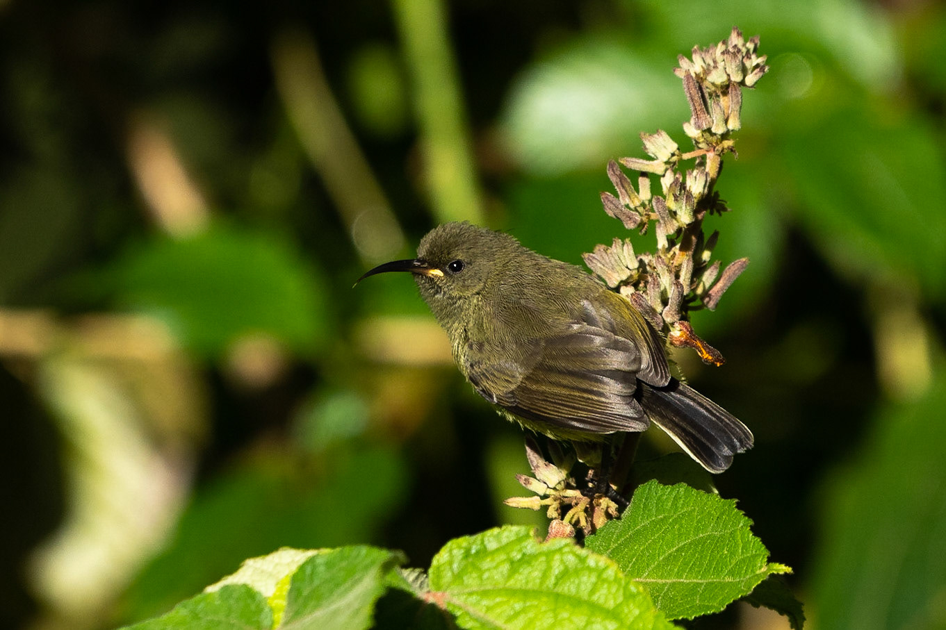 Olivsolfågel / Olive Sunbird, Castle Forest Kenya 2022