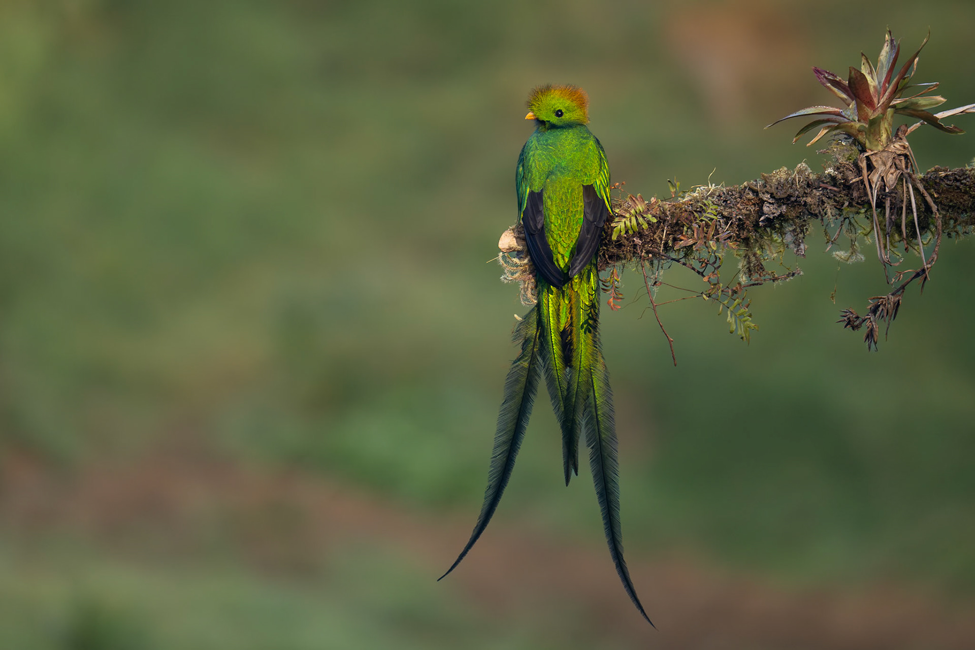Resplendent Quetzal / Praktquetzal, La Trinidad, Costa Rica 2024