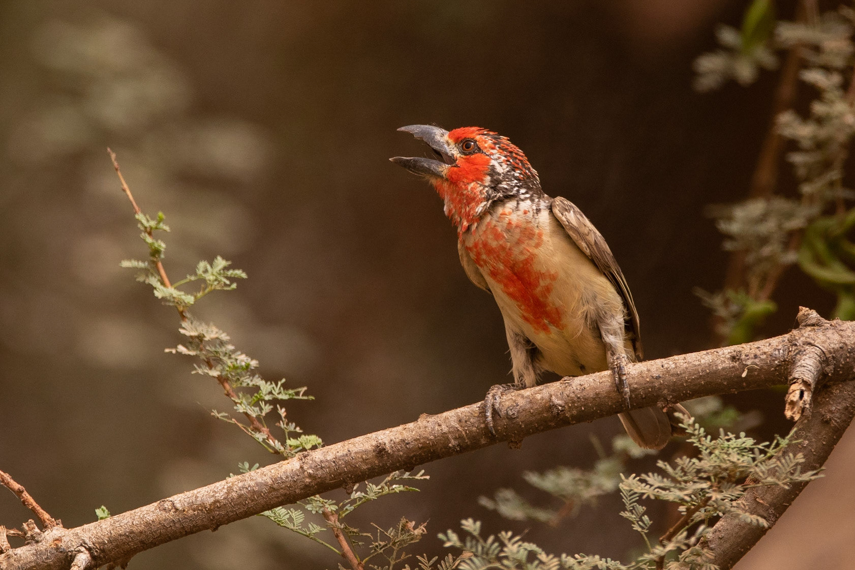 Vieillotbarbett / Vieillot's Barbet, Mboyo Diery, Senegal  2019