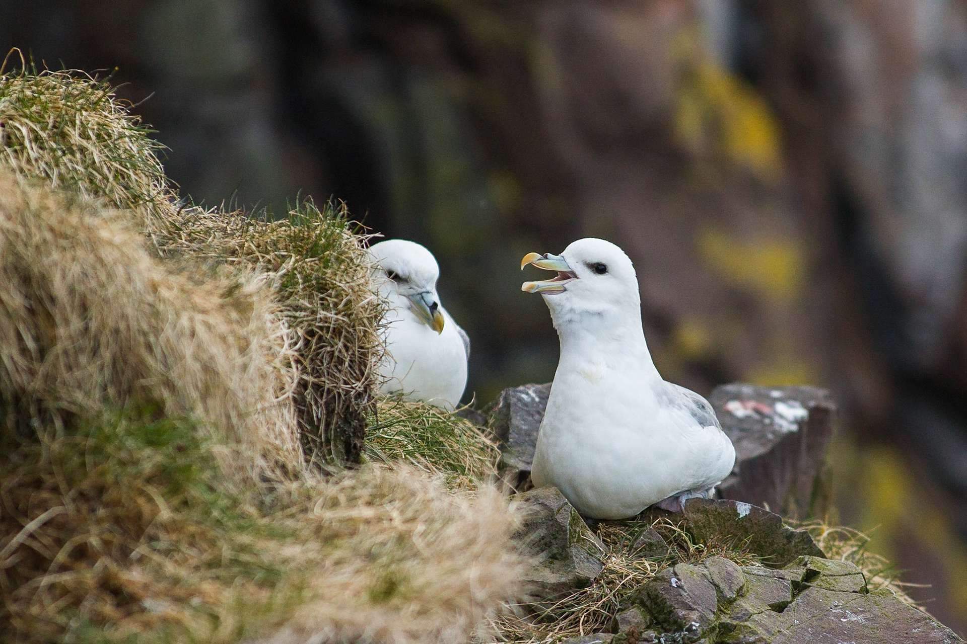 Stormfågel / Northern Fulmar, Borgarfjördur Iceland 2010