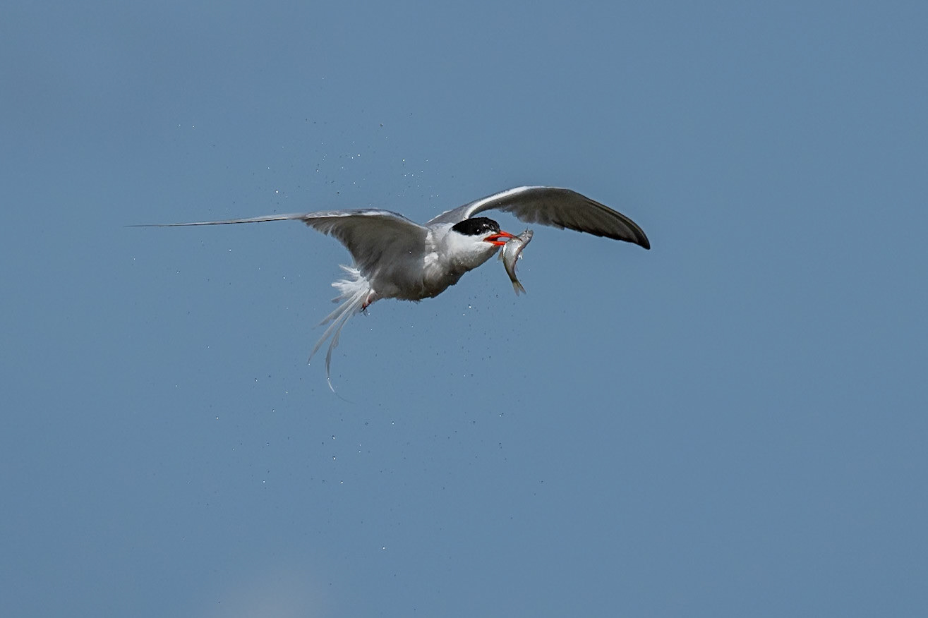 Fisktärna / Common Tern, Sandön 2024