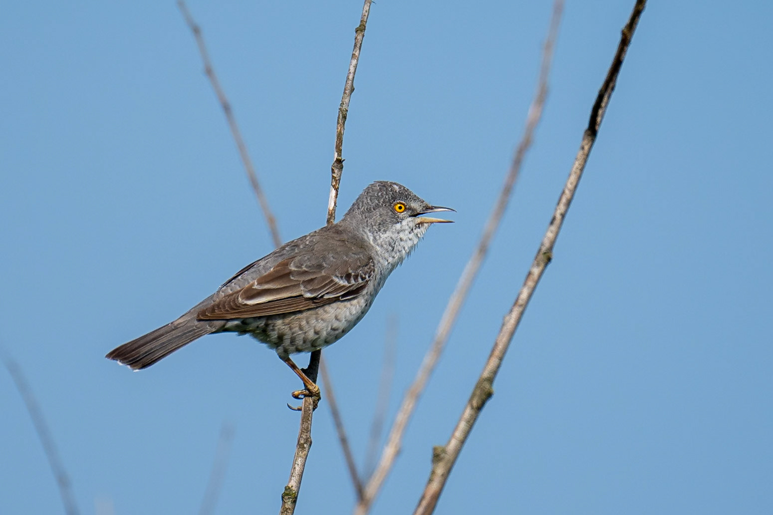 Höksångare / Barred Warbler,