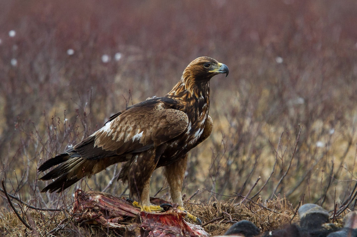 Kungsörn / Golden Eagle, Gysinge 2014