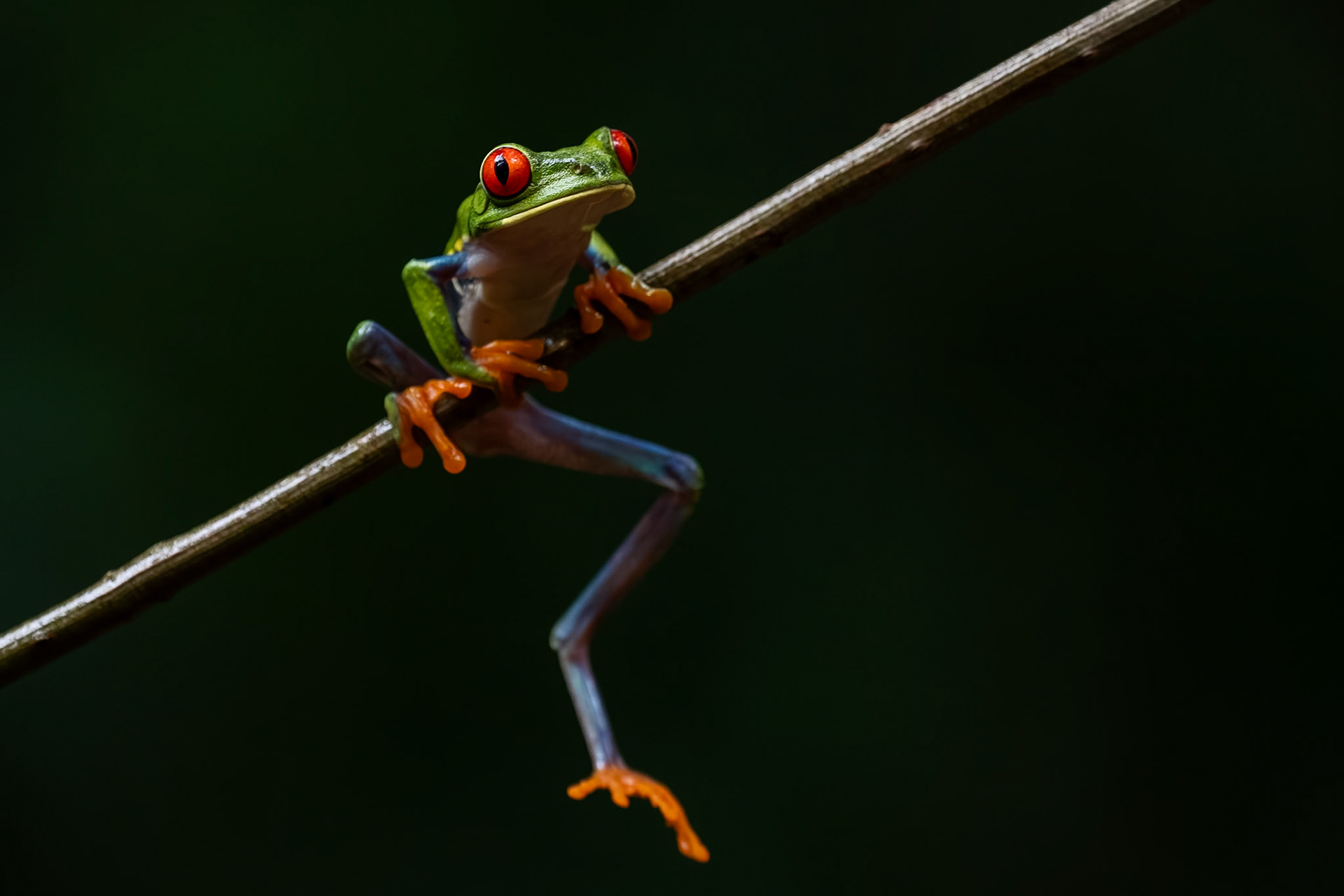 Red-Eyed Tree Frog / Red-Eyed Tree Frog, Frog Heaven, Costa Rica 2024