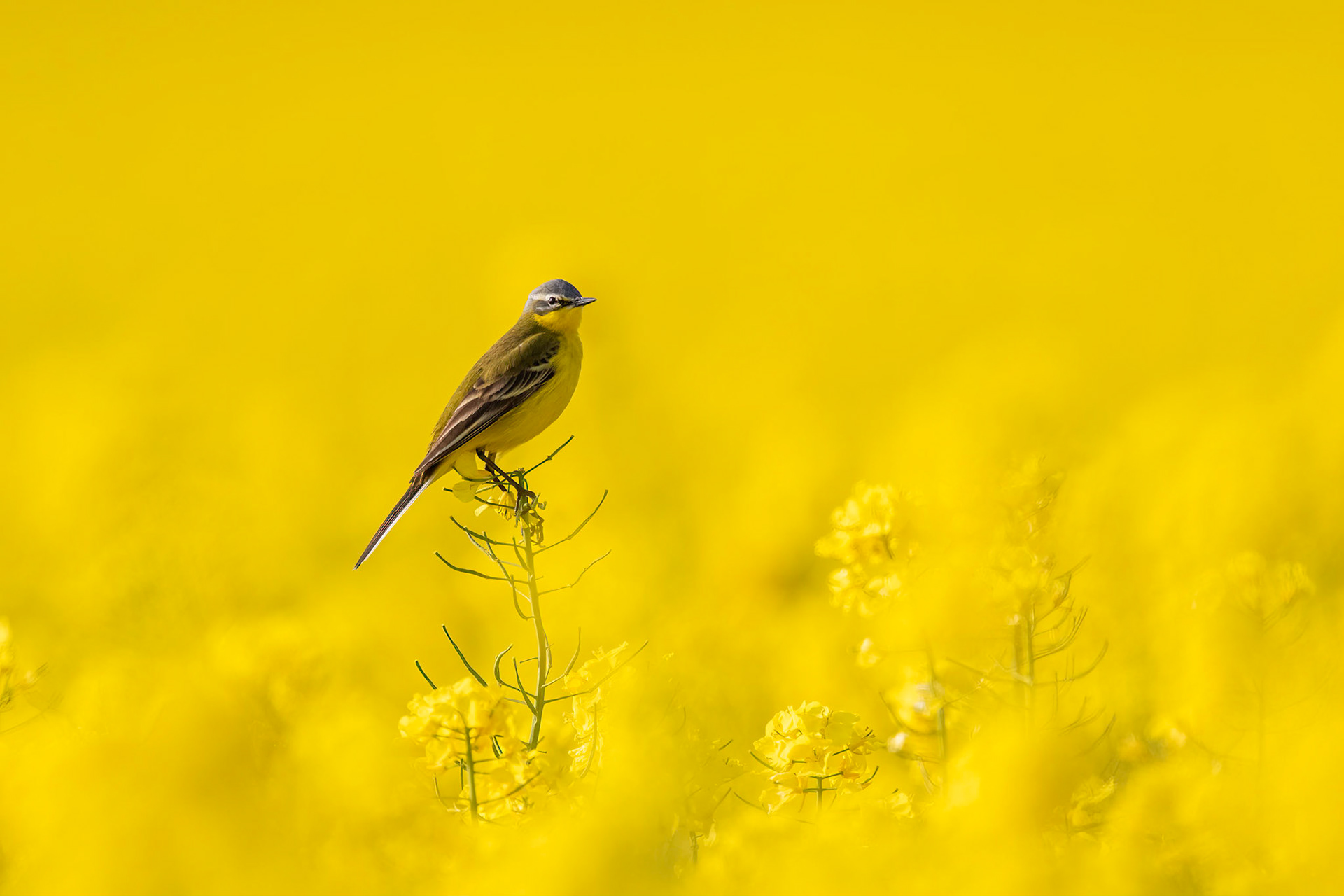 Gulärla / Yellow Wagtail, Barsebäcks mosse 2019