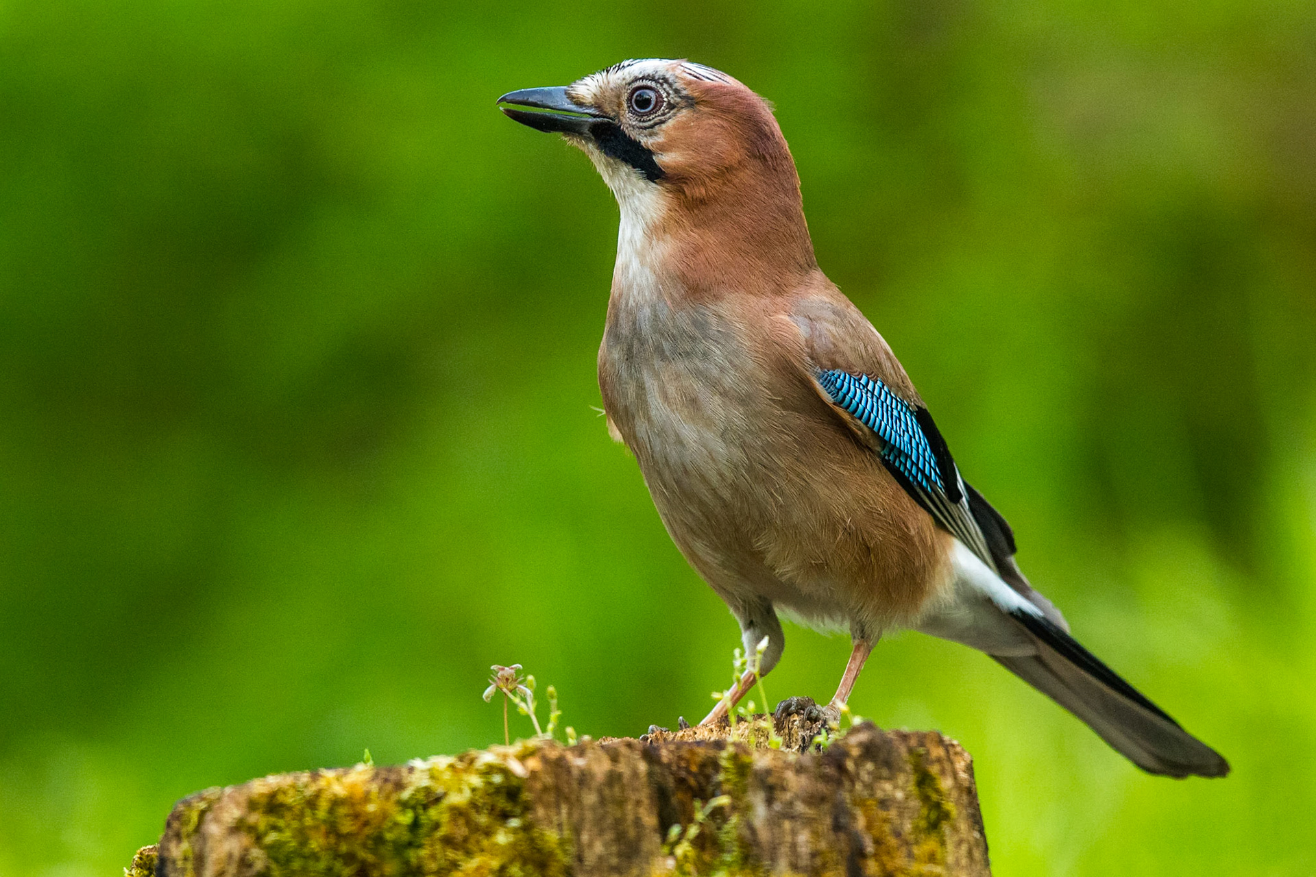 Nötskrika / Eurasian Jay, Hungary 2013