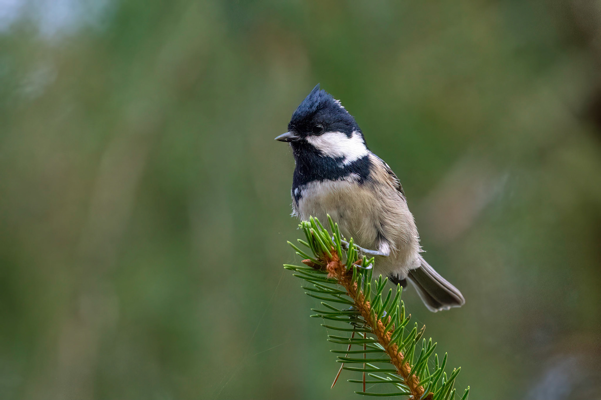 Svartmes / Coal Tit, Vombs fure 2022