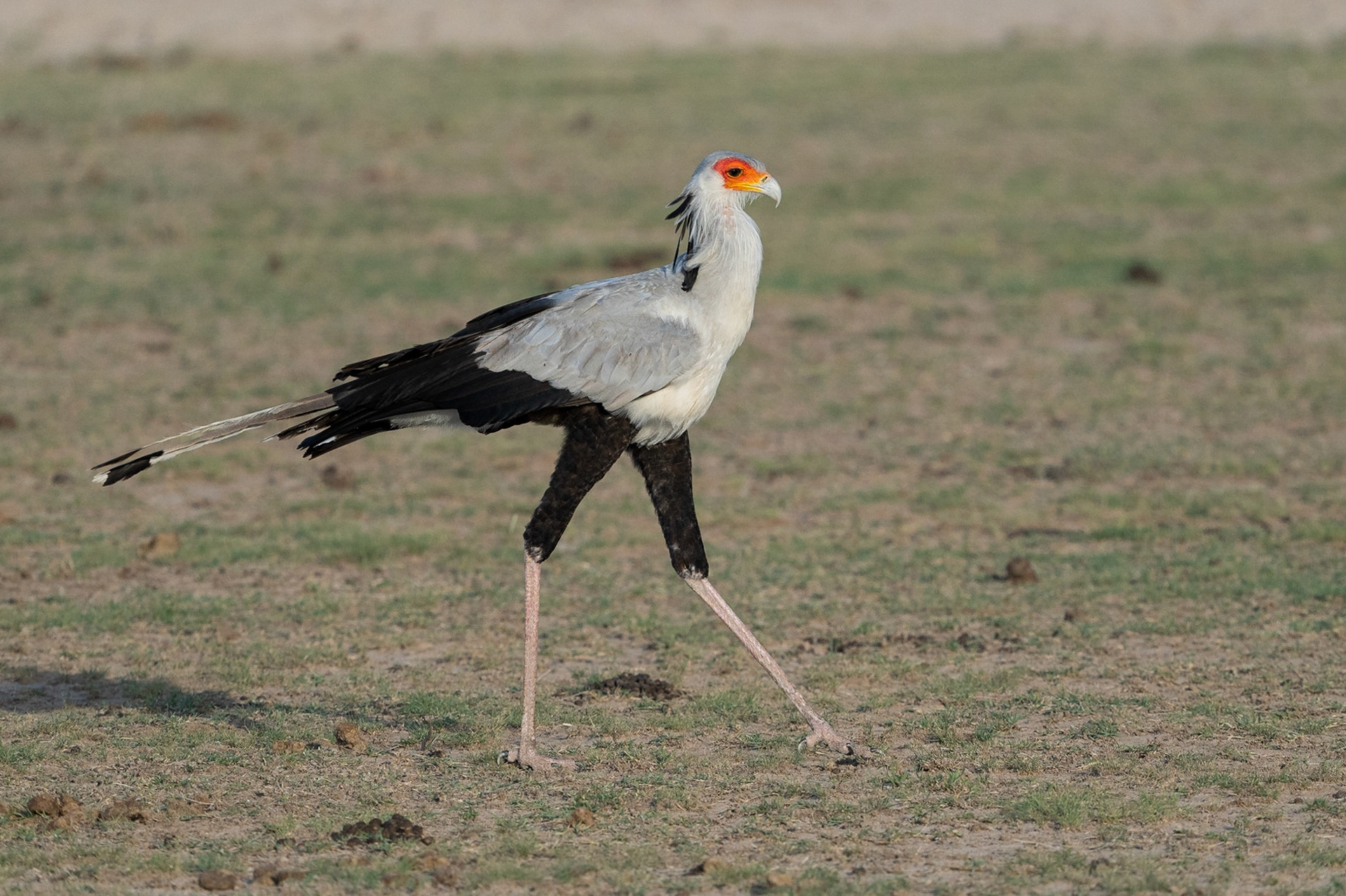 Sekreterarfågel / Secretarybird, Amboseli Kenya 2022