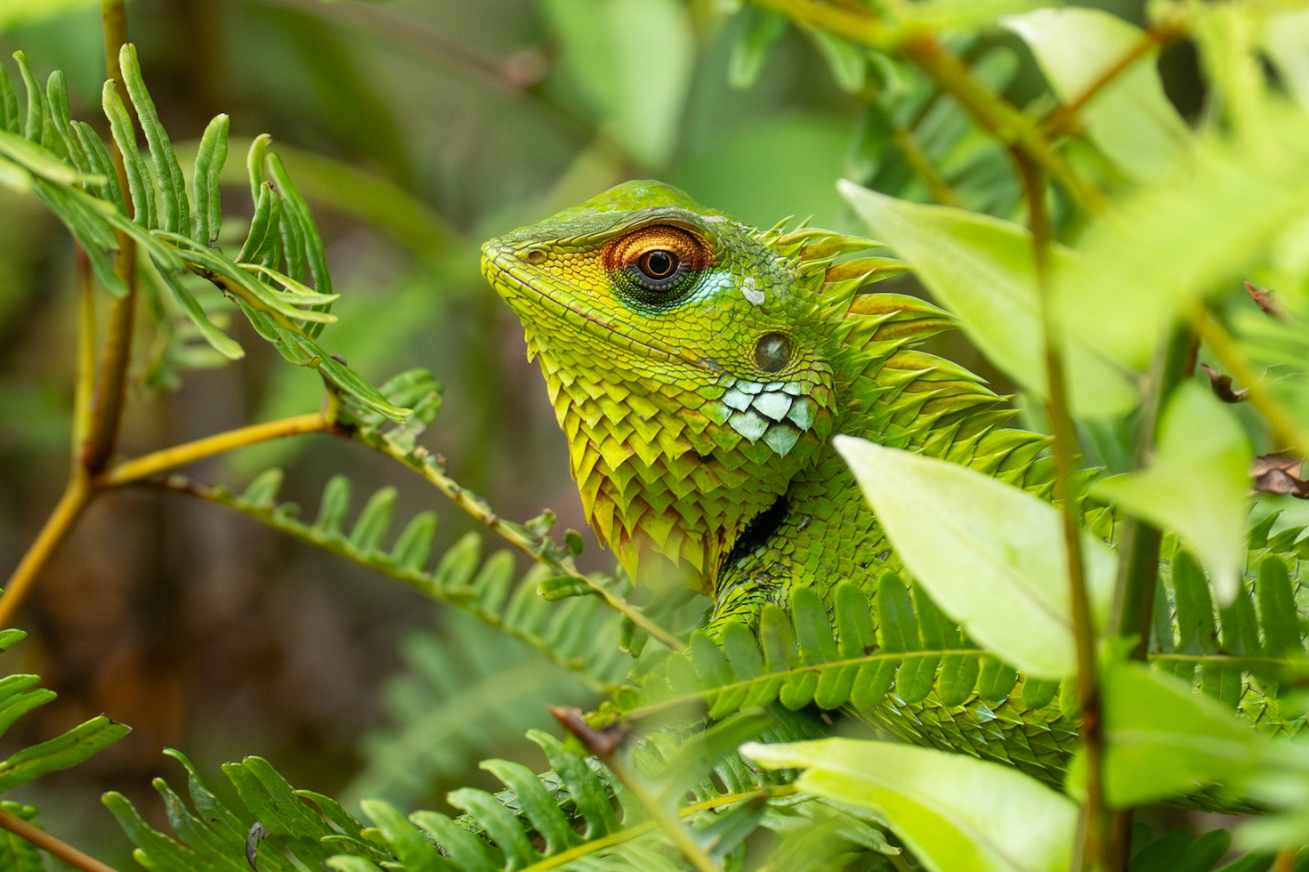 Common Green Forest Lizard / Kalot , Sinhiraja, Sri Lanka 2025