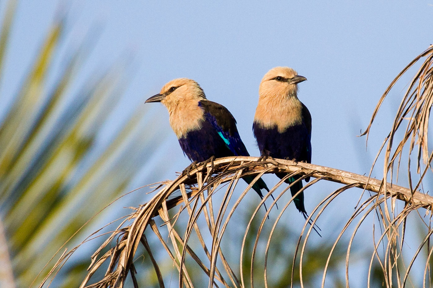 Gräddhuvad blåkråka / Blue-bellied Roller, Gambia 2013
