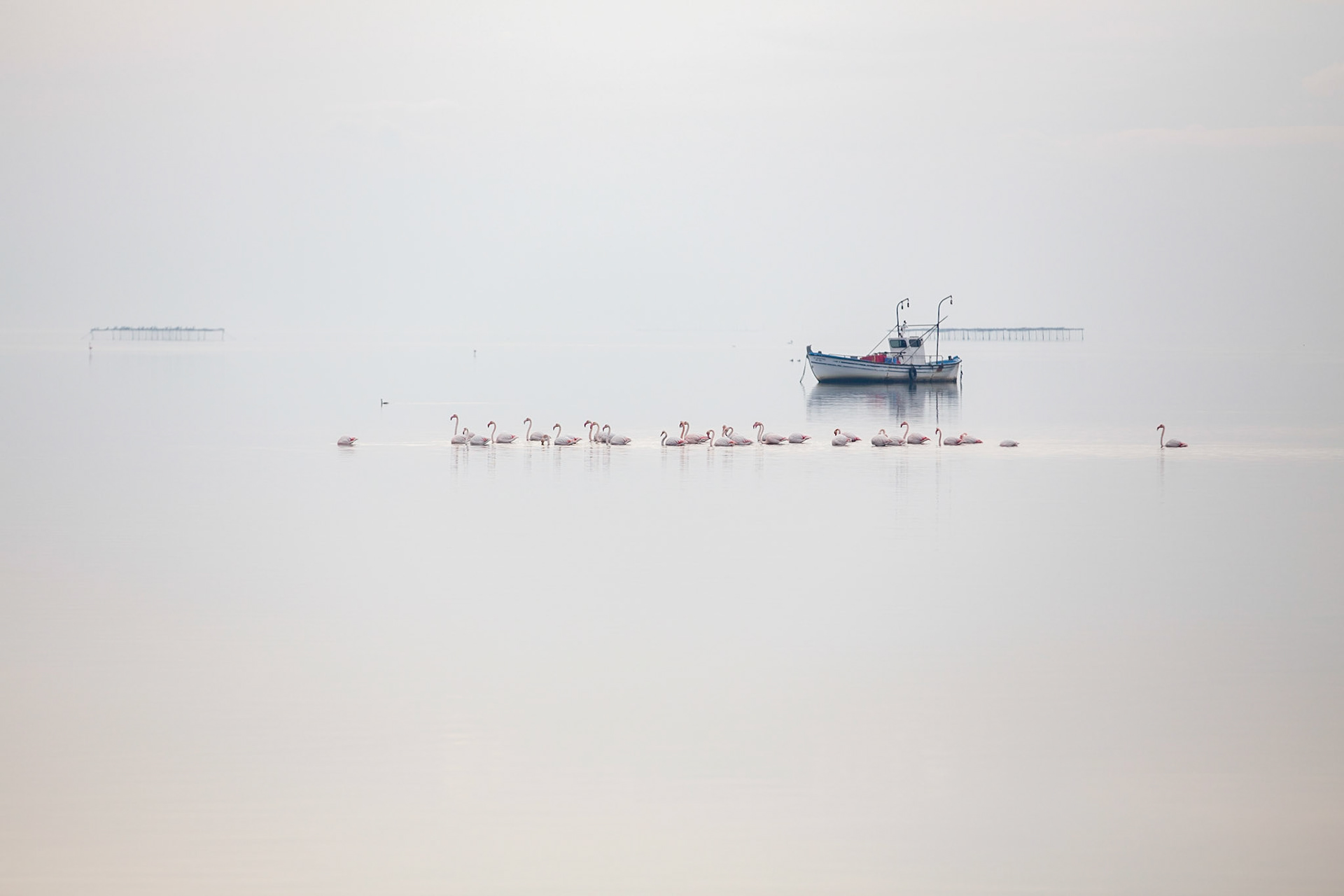 Större flamingo / Greater Flamingo, Kalochori Greece 2017