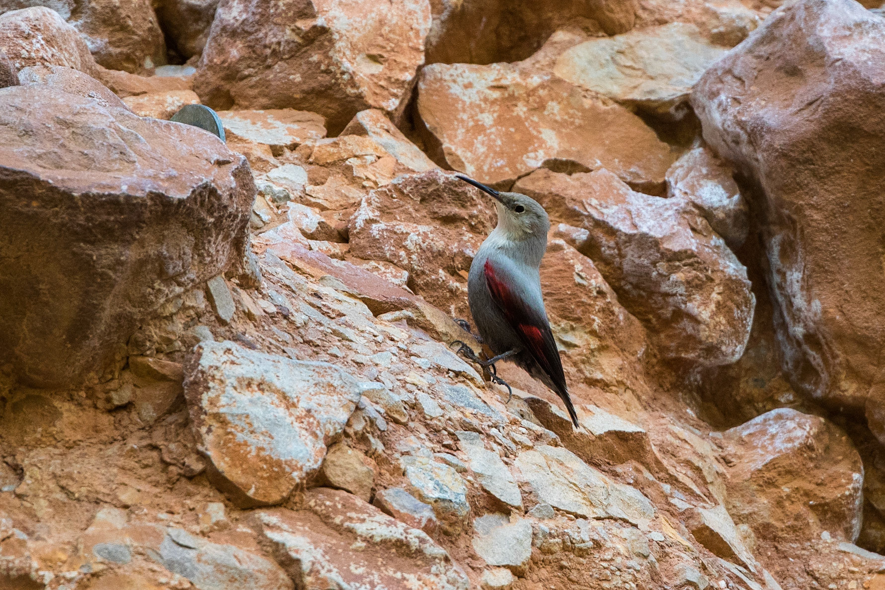 Murkrypare / Wallcreeper, Riglos Spanien 2017
