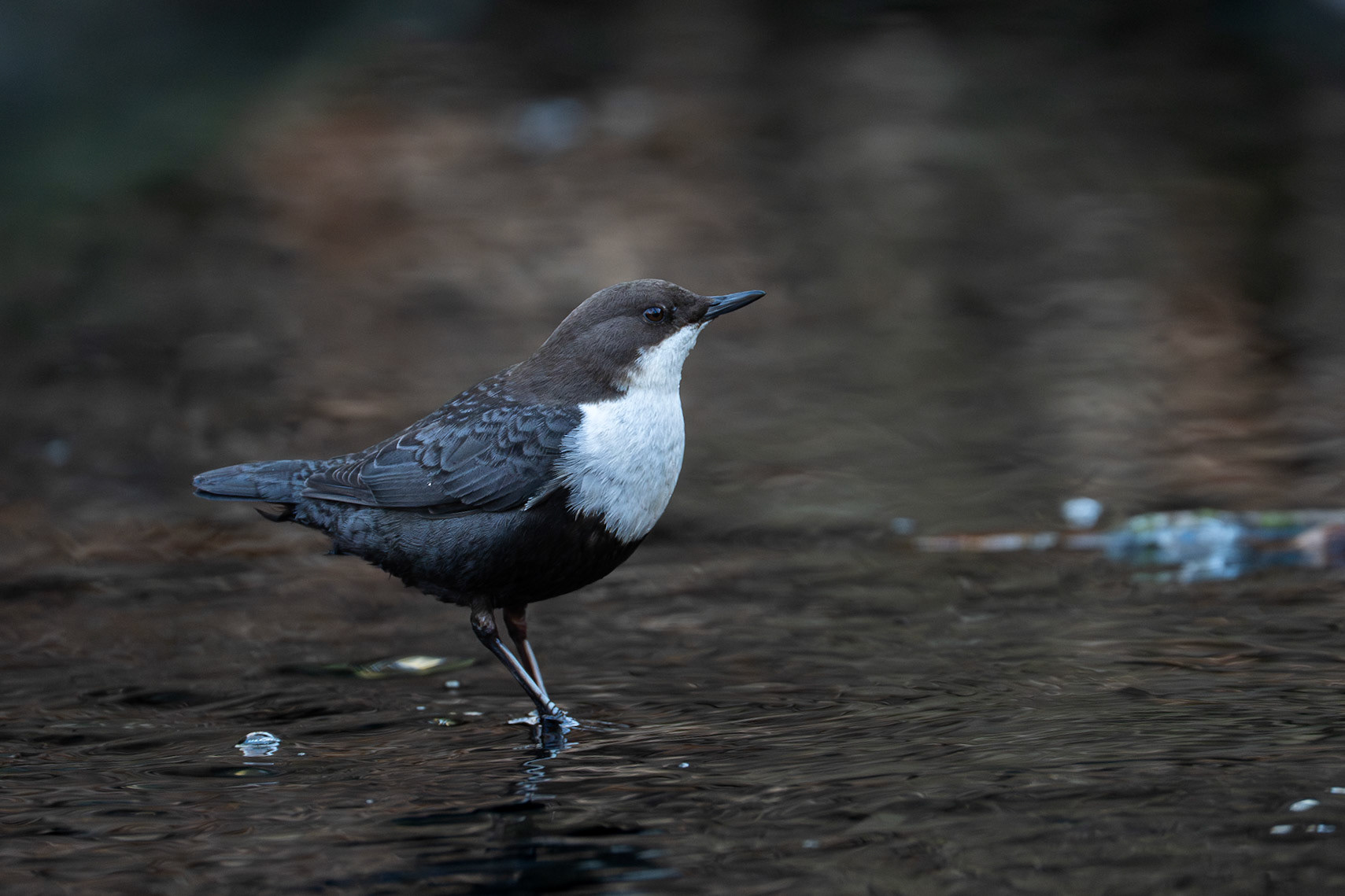 Strömstare / White-throated Dipper, Jordbodalen Helsingborg 2025