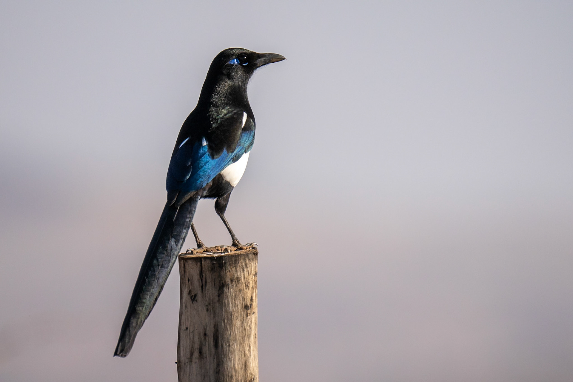 Maghreb Magpie / Maghrebskata , Lahkmiss Morocco 2024