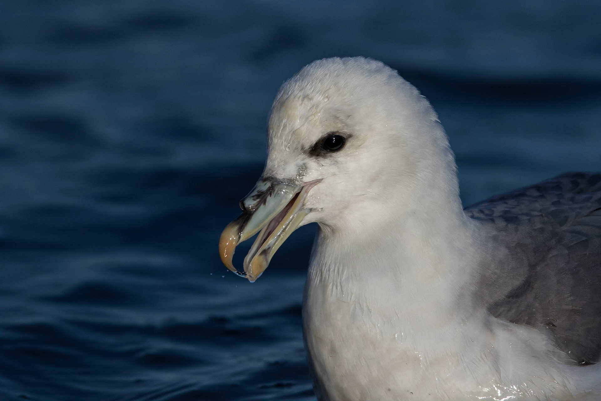 Stormfågel / Northern Fulmar, Båstad 2016