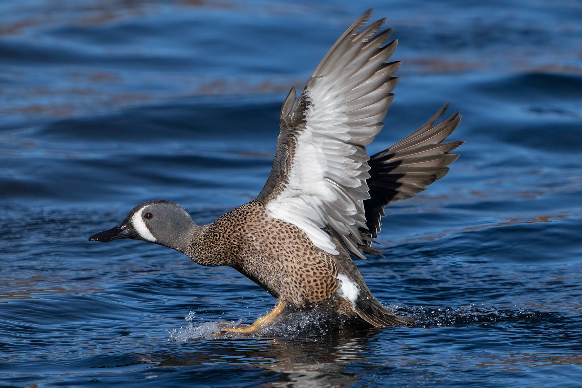 Blåvingad årta / Blue-winged Teal, Lunds reningsverksdammar 2023