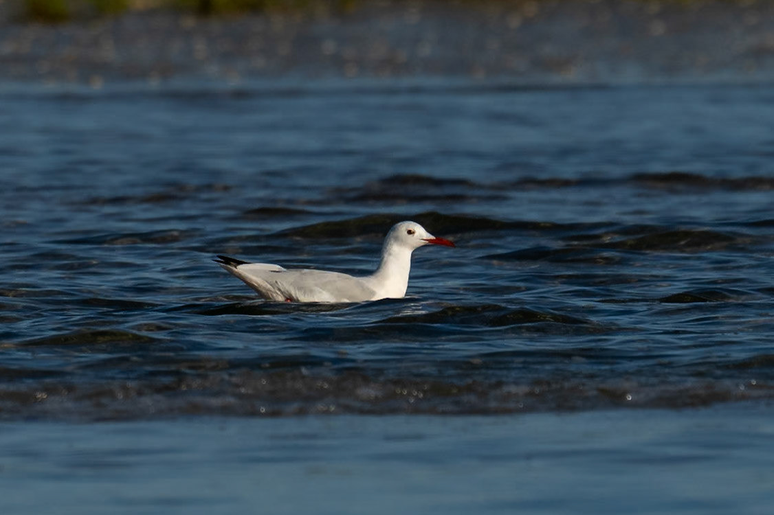 Långnäbbad mås / Slender-billed Gull, Fuseta Portugal 2023