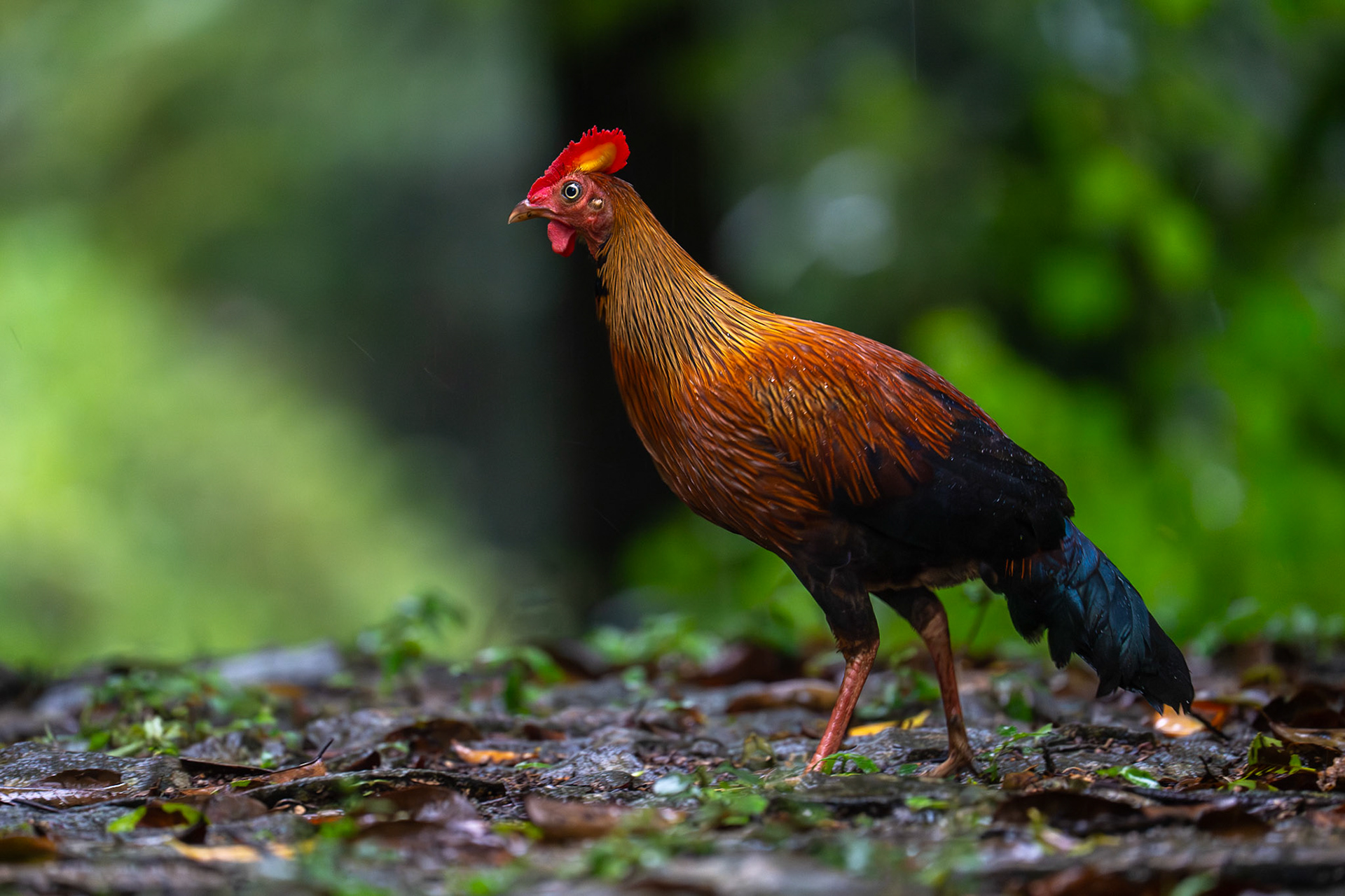 Sri Lanka Junglefowl / Ceylondjungelhöna, Sinhiraja, Sri Lanka 2025