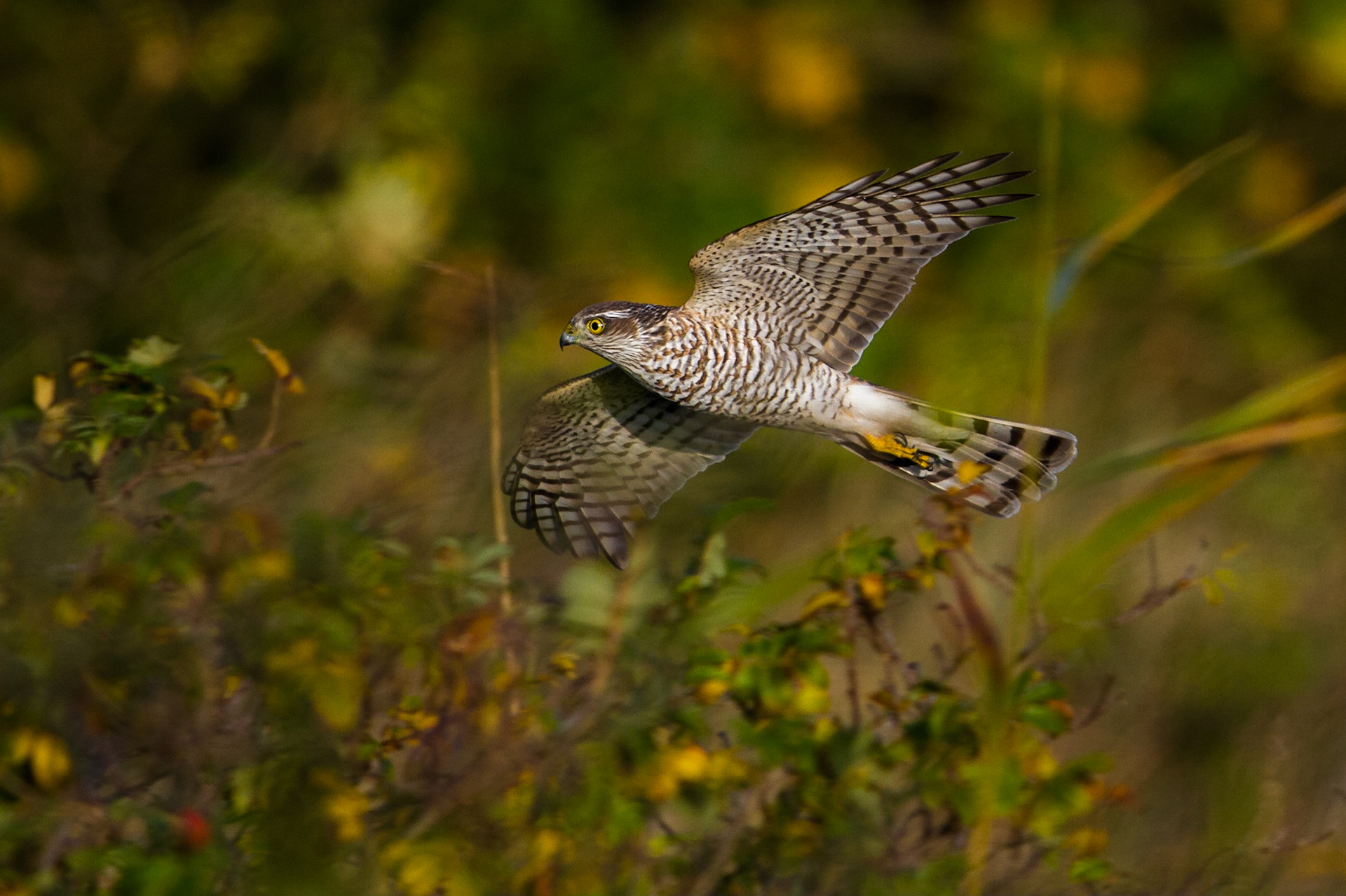 Sparvhök / Eurasian Sparrowhawk, Falsterbo 2014