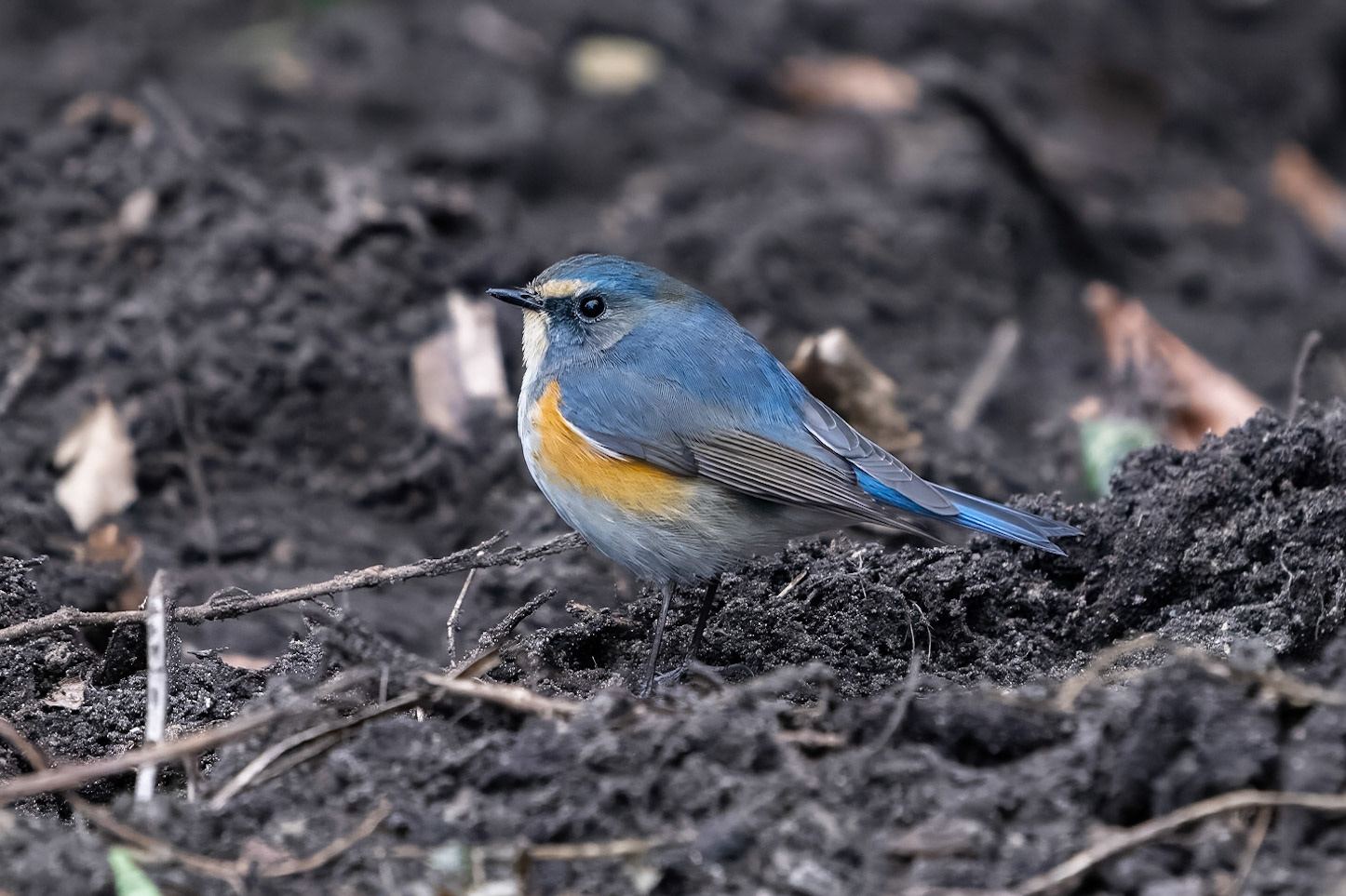 Tajgablåstjärt / Red-flanked Bluetail, Malmö 2023