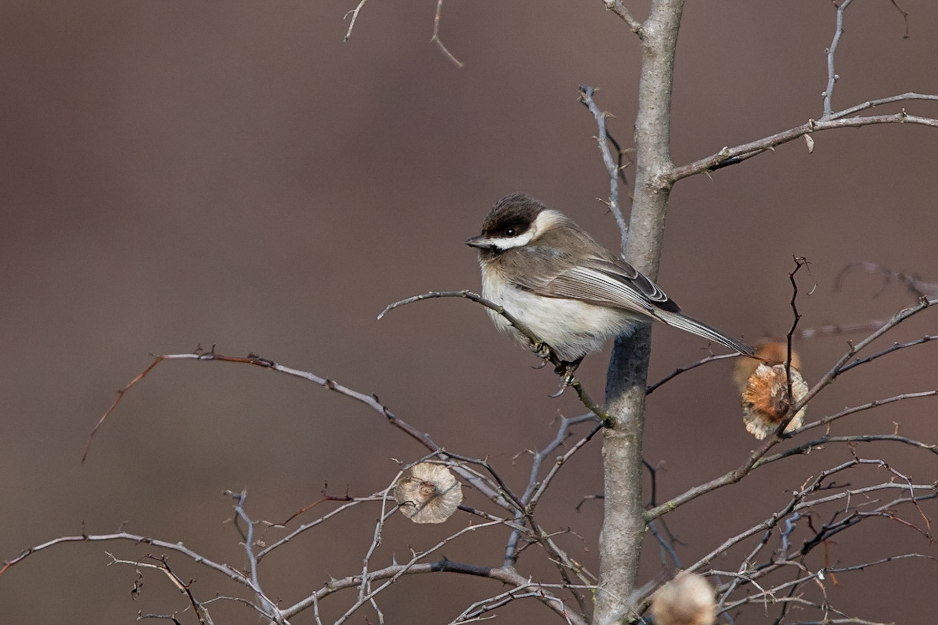 Balkanmes / Sombre Tit, Korifoudi Greece 2017