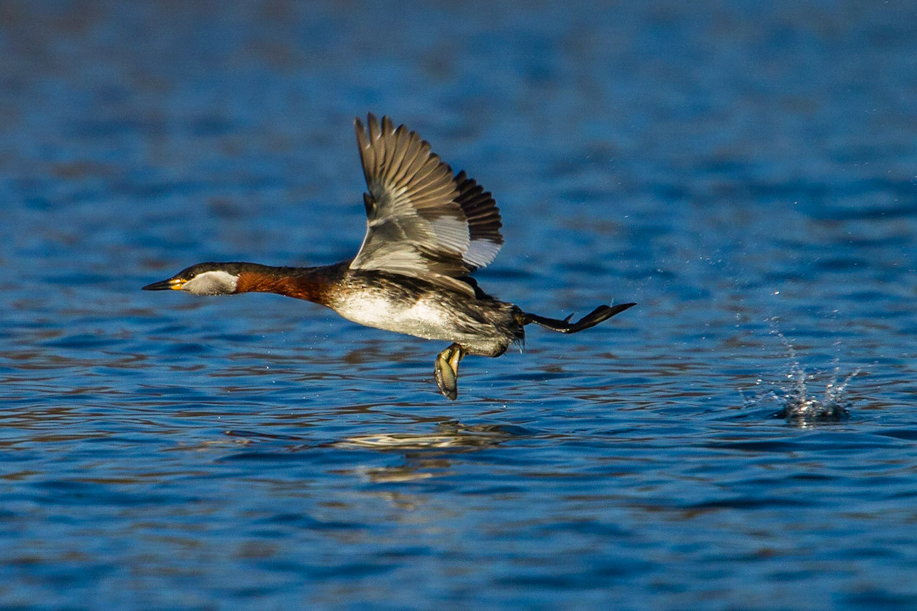 Gråhakedopping / Red-necked Grebe, Vallkärra 2011