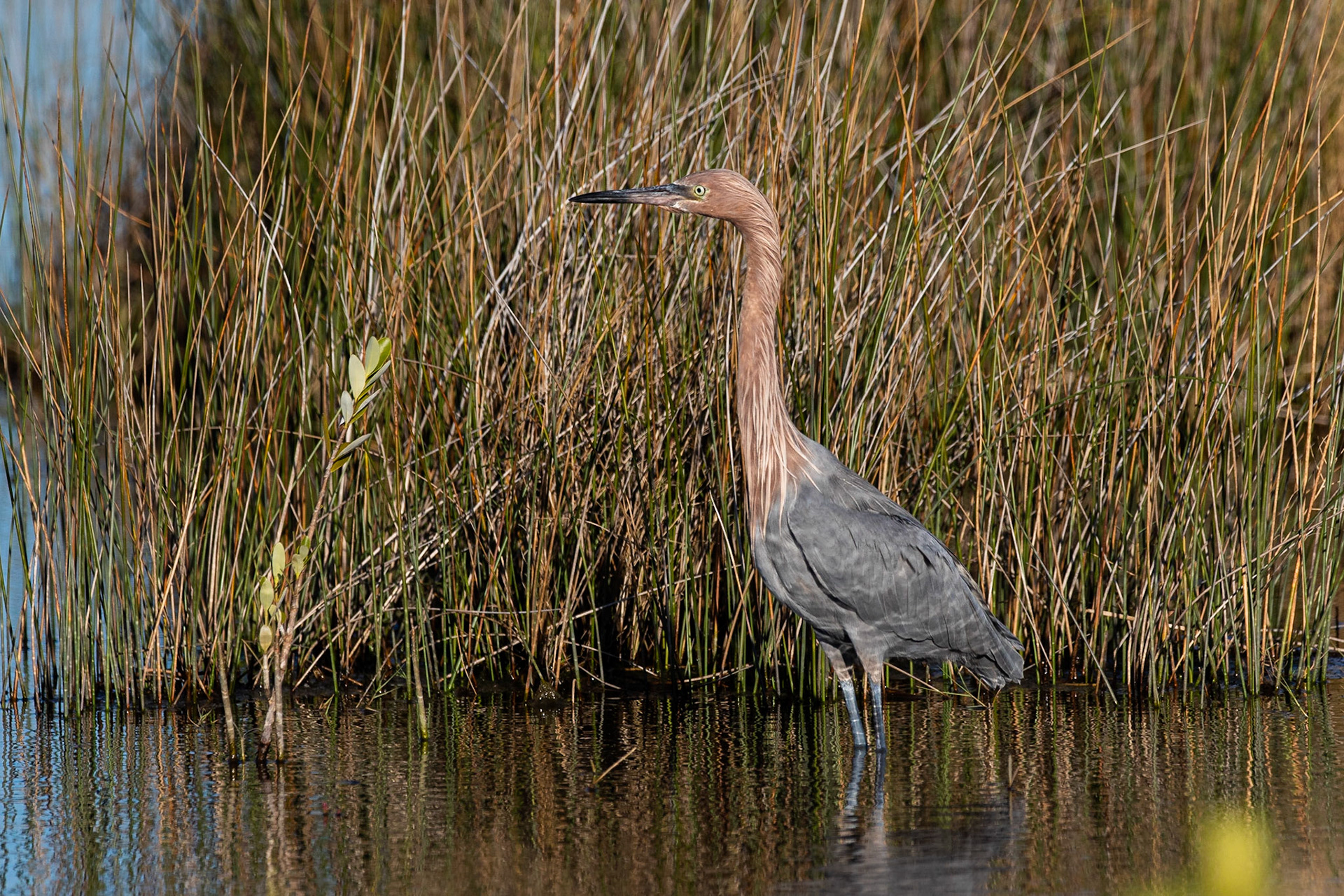 Rosthäger / Reddish Egret, Merritt Island, Florida USA 2019