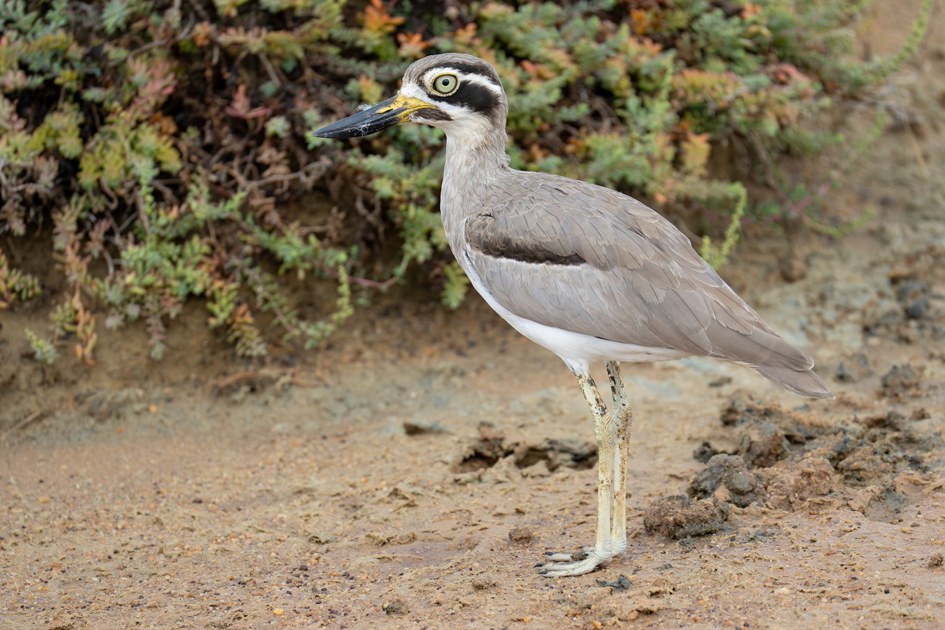 Great Stone-curlew / Strandtjockfot, Bundala, Sri Lanka 2025
