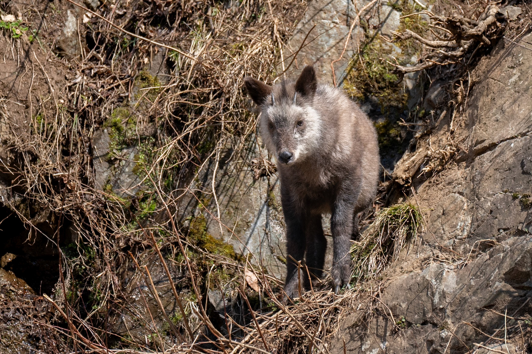 Japanese Serow / Japanese Serow, Jigokudani, Japan 2025