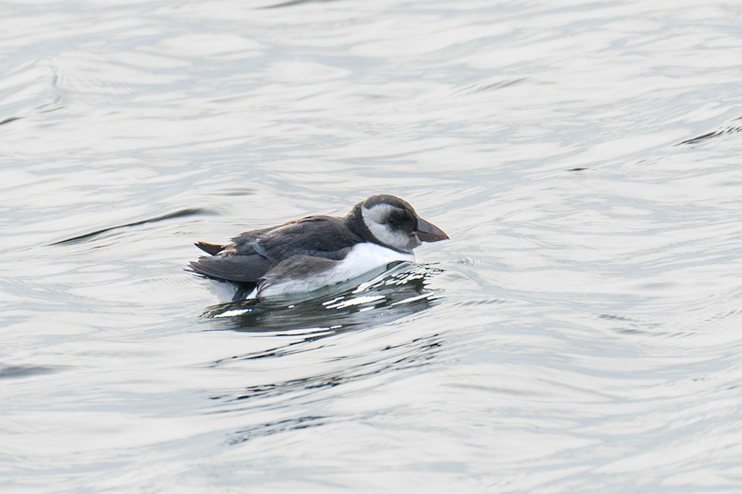 Lunnefågel / Atlantic Puffin, Ön Malmö 2024