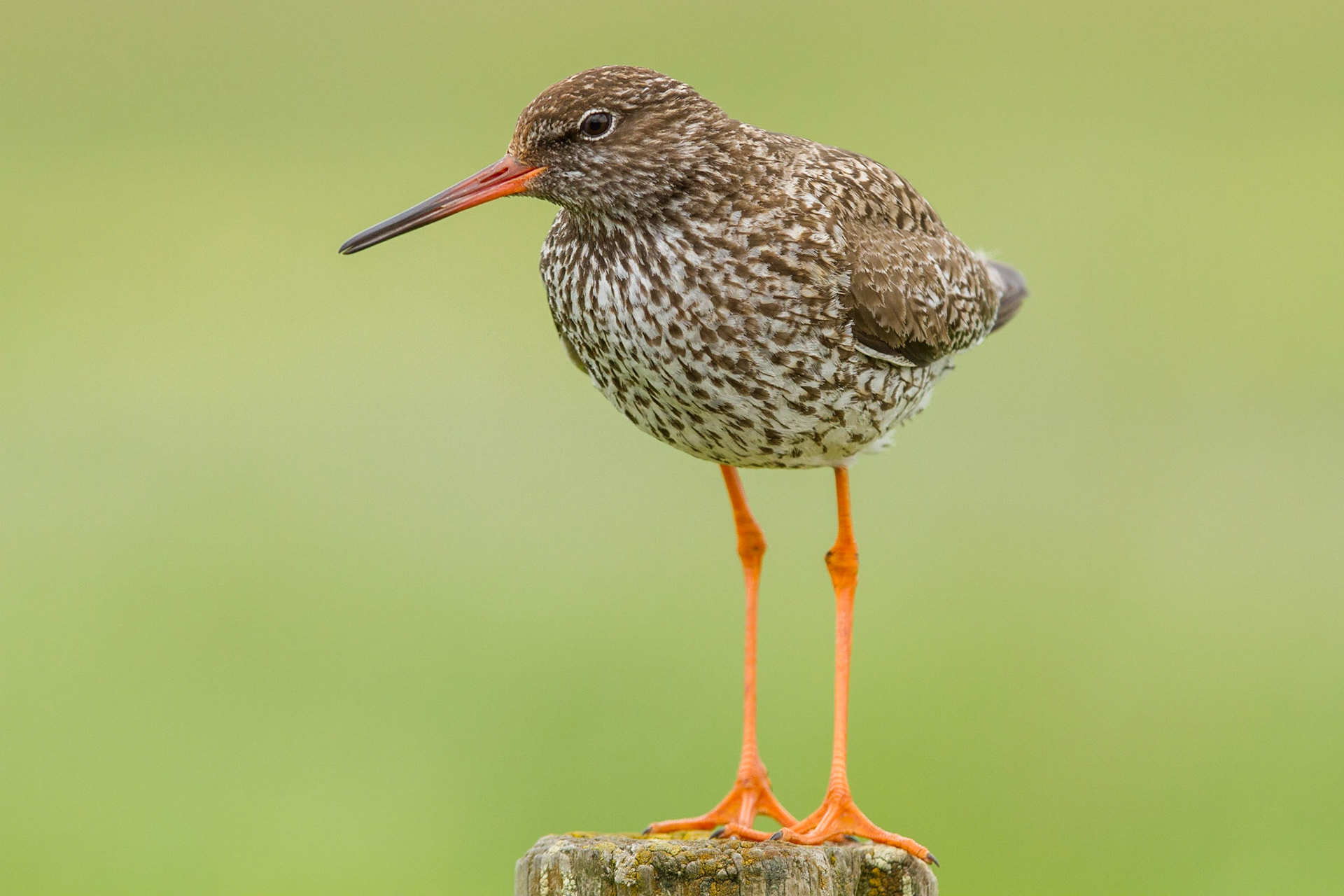 Rödbena / Common Redshank, Vombs ängar 2012