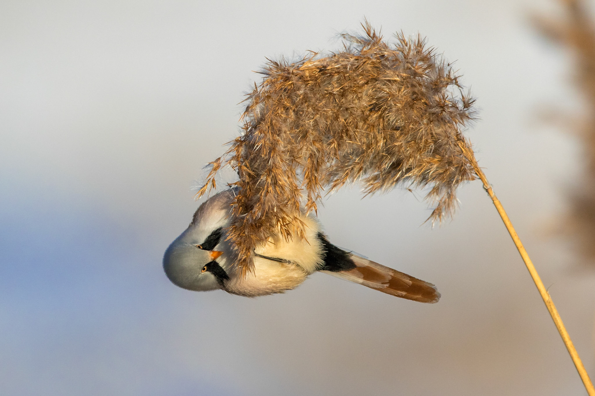 Skäggmes / Bearded Reedling, Lödde å mynning 2016