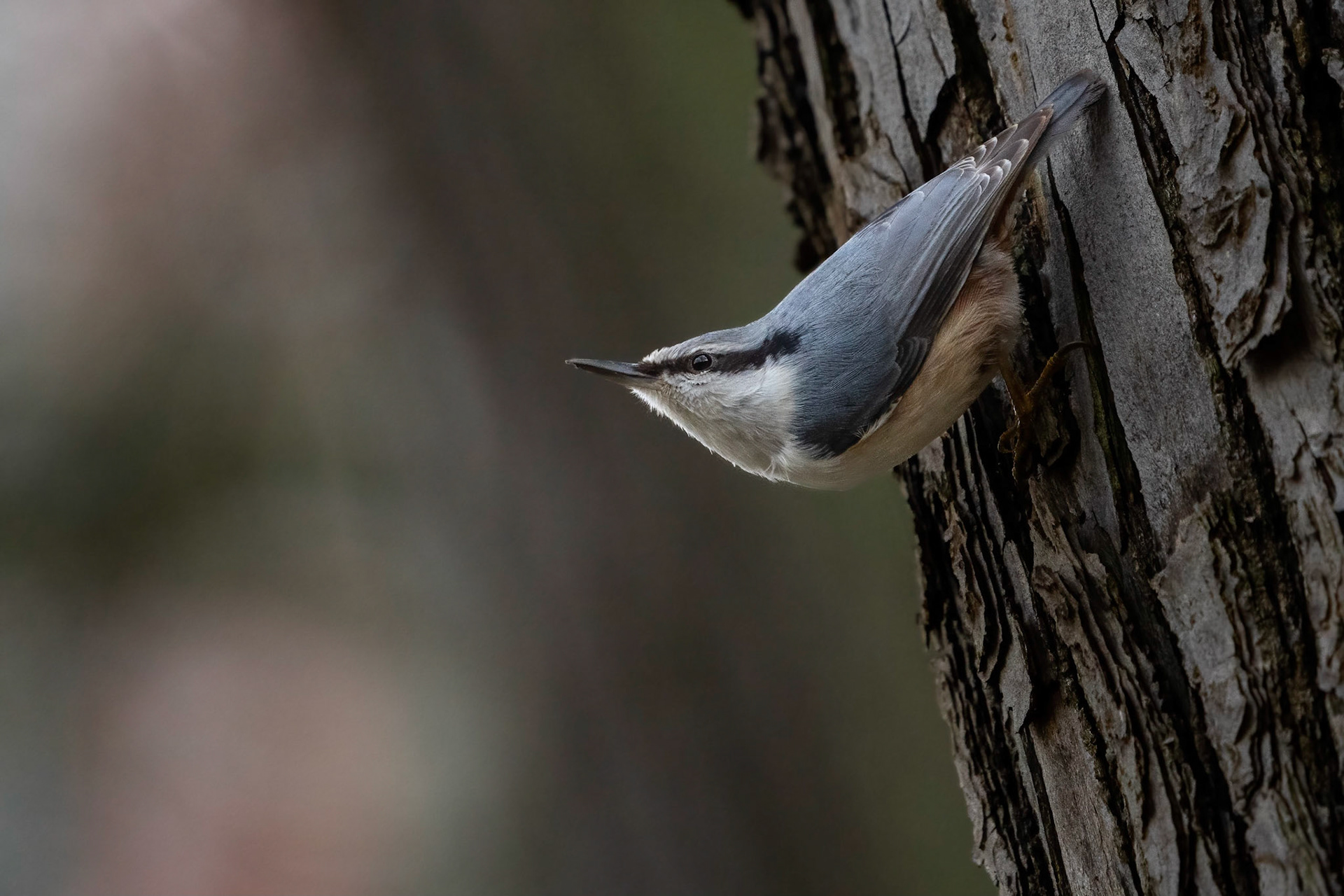 Nötväcka / Eurasian Nuthatch, Lundagård 2023