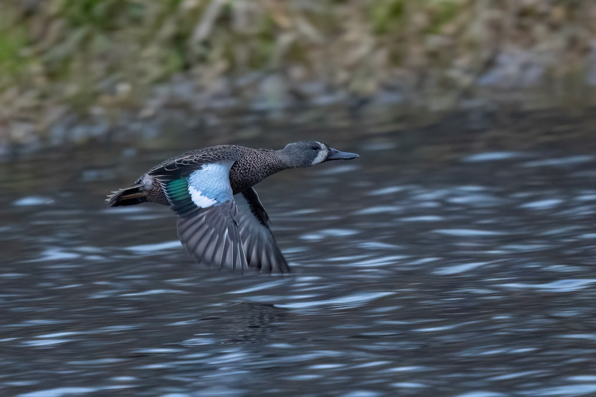 Blåvingad årta / Blue-winged Teal, Lunds reningsverksdammar 2023
