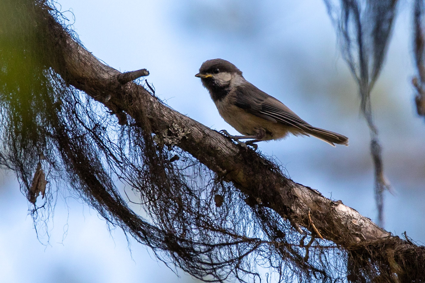 Lappmes / Siberian Tit, Aptasvare naturreservat 2018