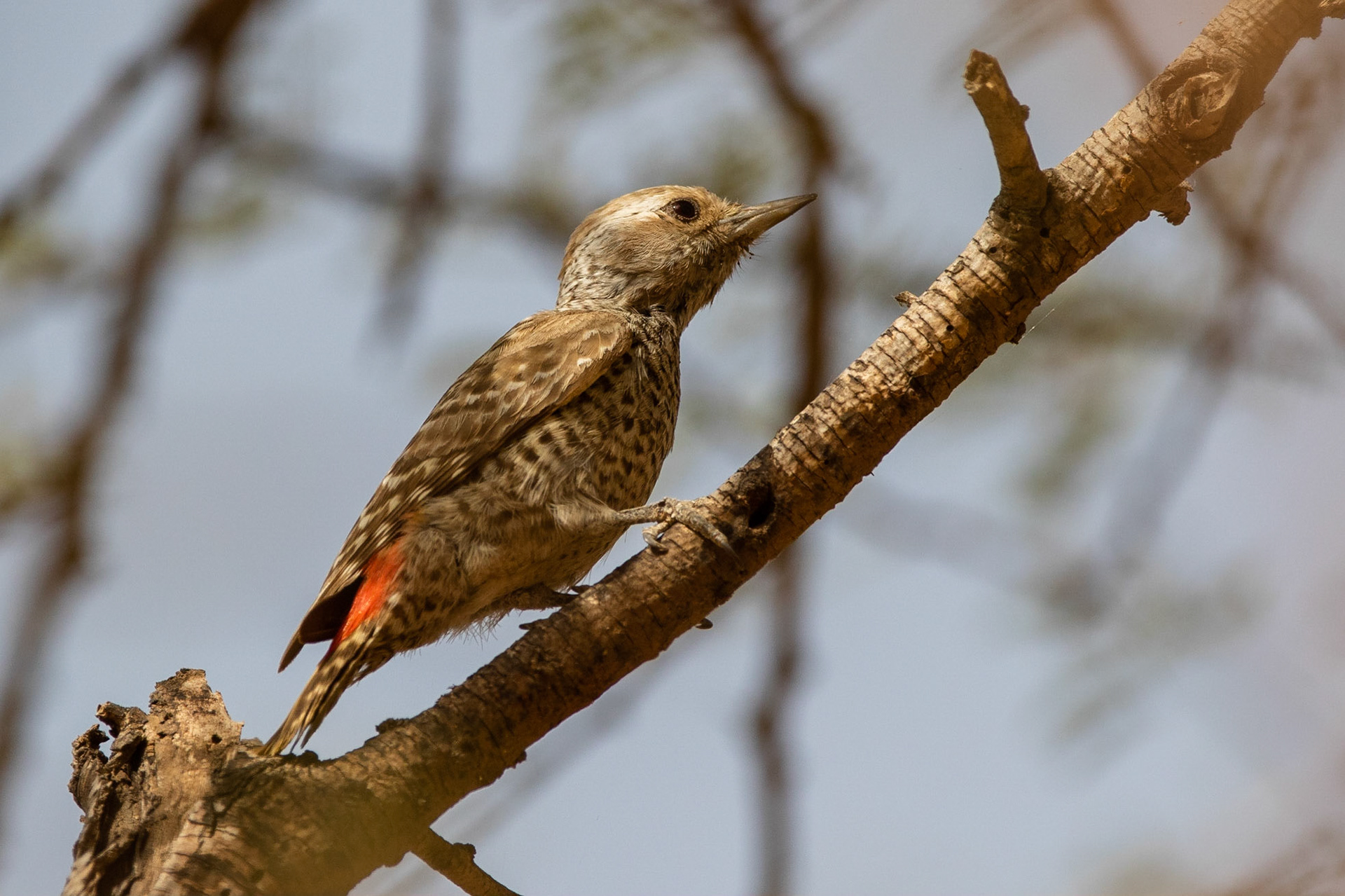 Sahelspett / Little Grey Woodpecker, Richard Tol, Senegal 2019