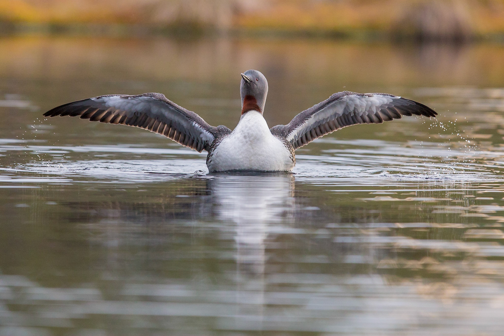 Smålom / Red-throated Diver, Knuthöjdsmossen 2016