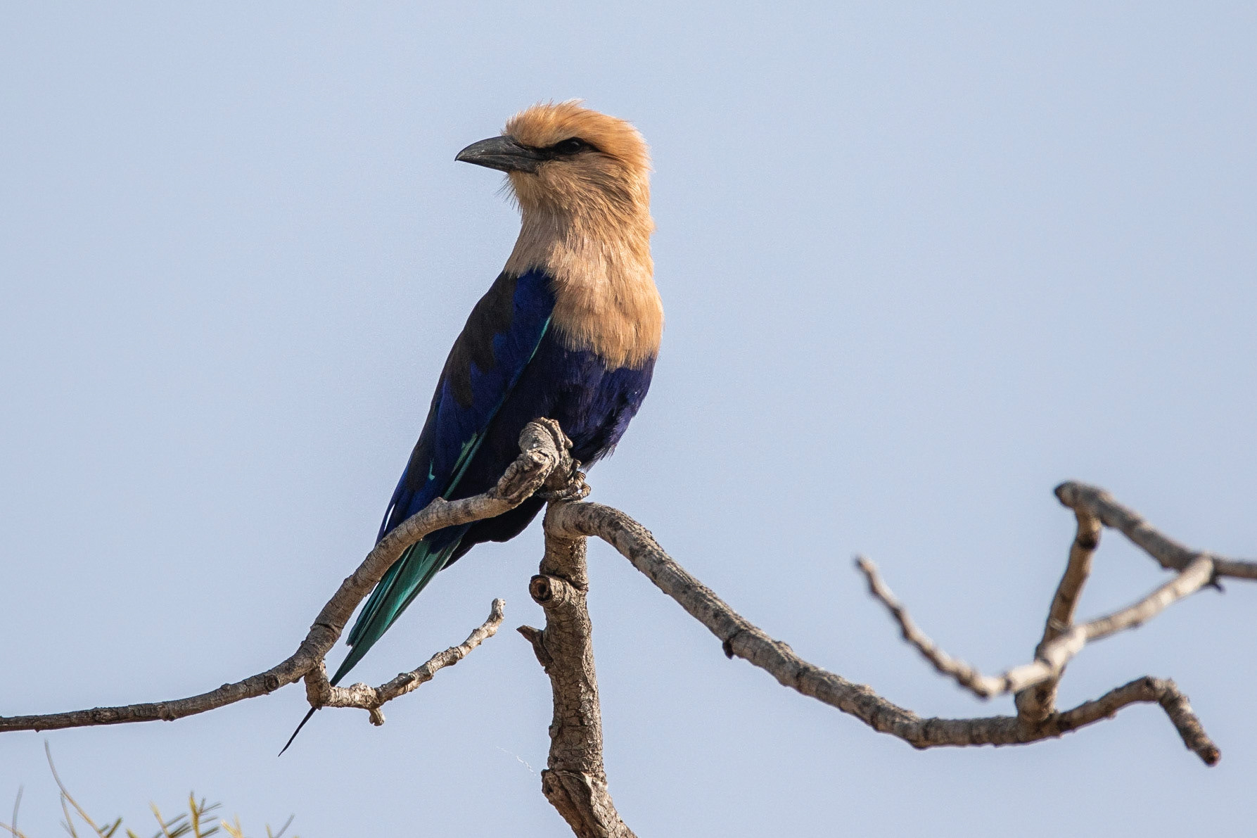 Gräddhuvad blåkråka / Blue-bellied Roller, Bonto forest, Gambia 2019