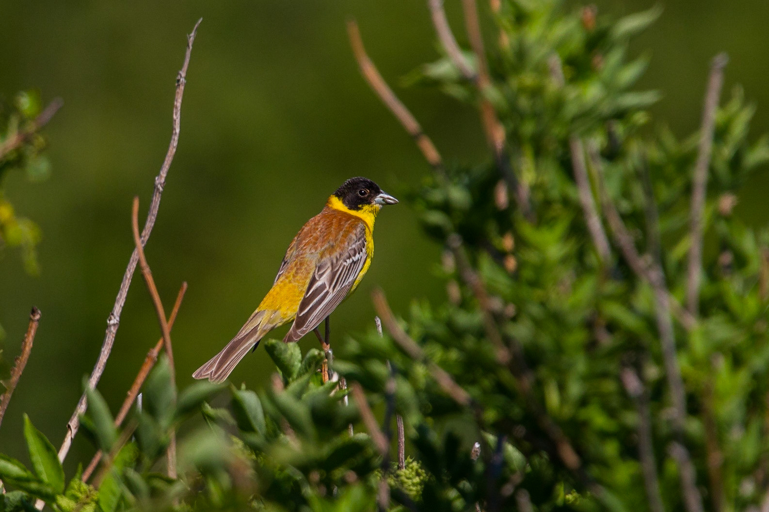 Svarthuvad sparv / Black-headed Bunting, Kullen 2013