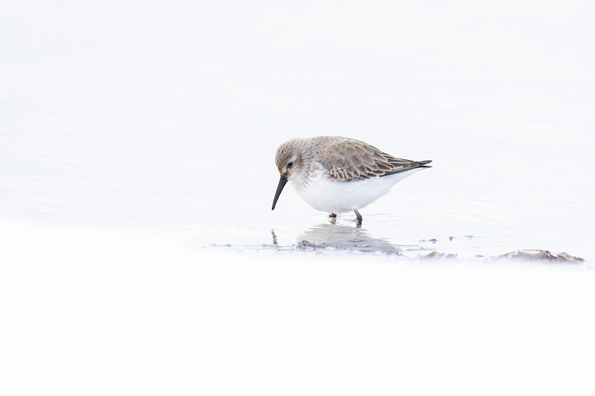 Kärrsnäppa / Dunlin, Falsterbo 2023