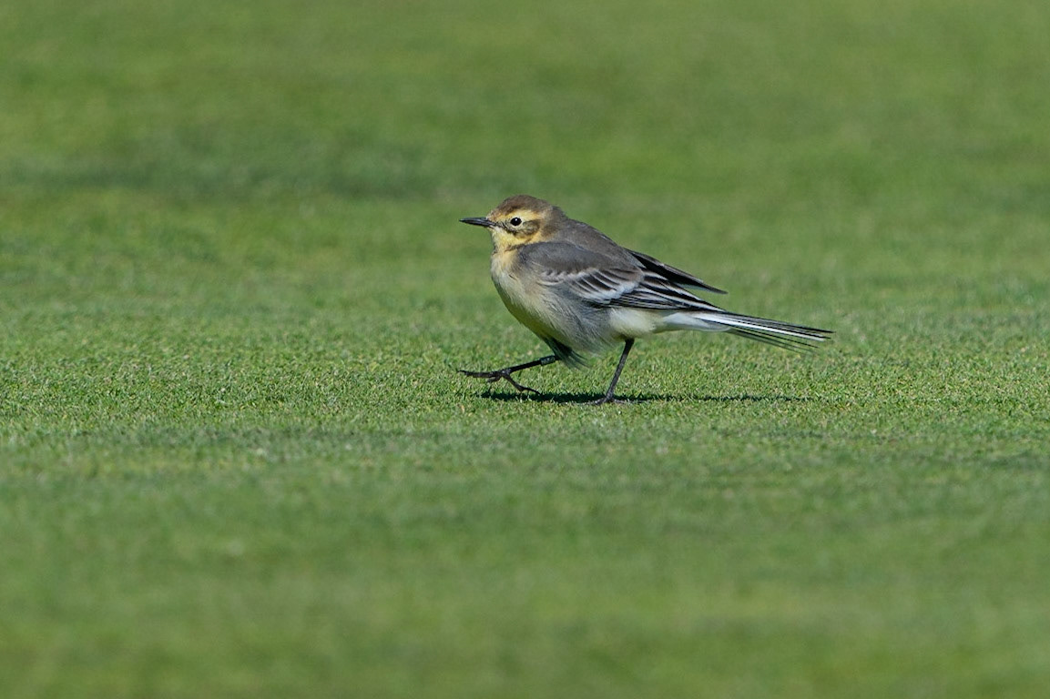 Citronärla / Citrine Wagtail, Falsterbo 2022