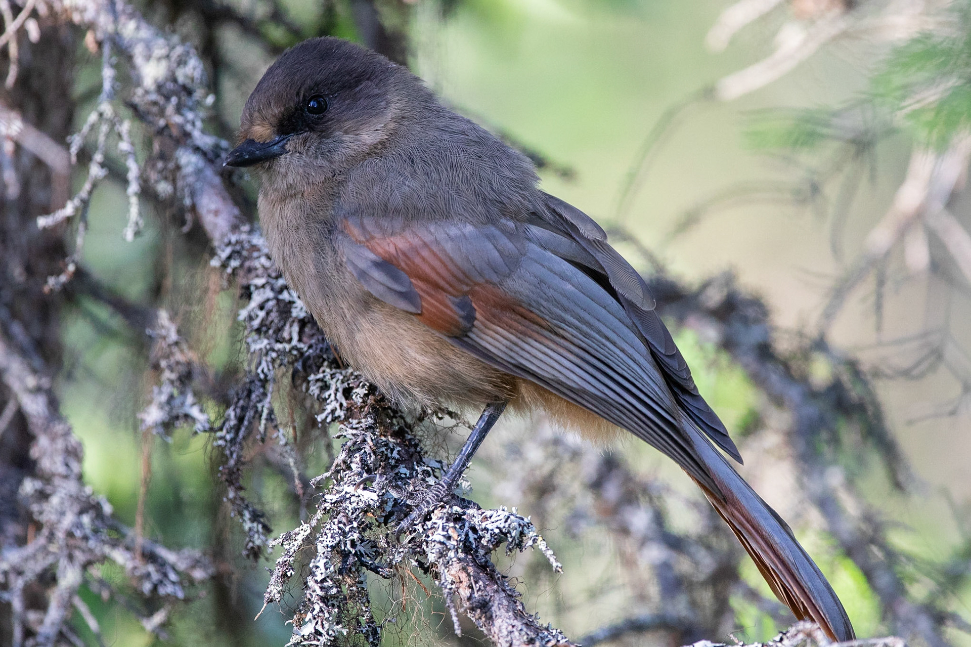 Lavskrika / Siberian Jay, Muddus 2018