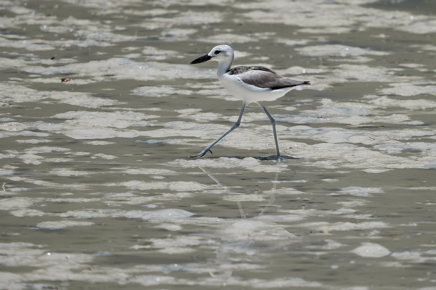 Hägerpipare / Crab-plover, Providence, Mahé Seychelles 2023